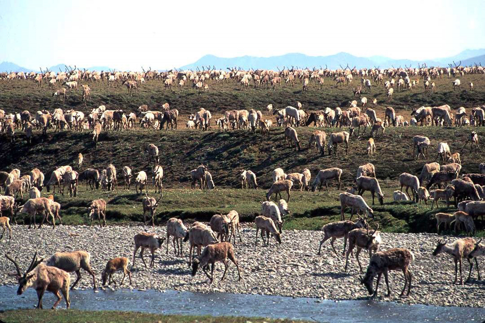 Arctic_Refuge_Drilling_23138