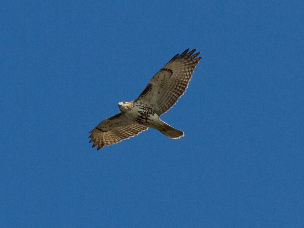 Hawk Gallery 4