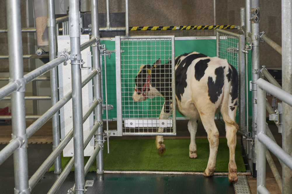 Toilet Training Cows