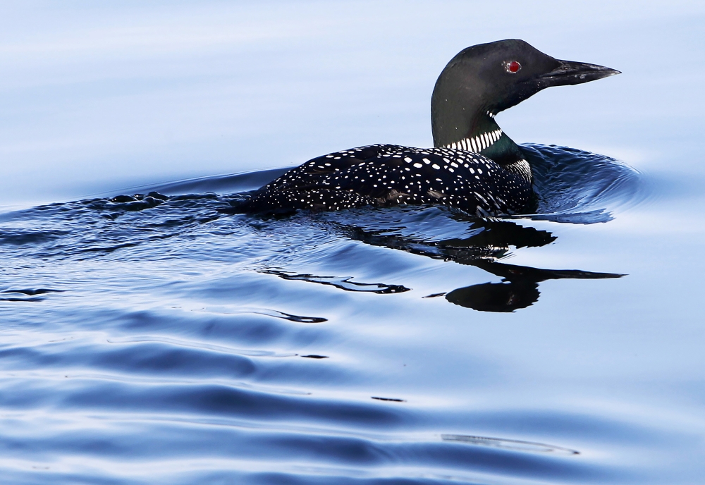 Loon Count