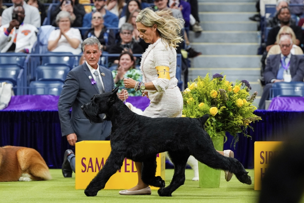 Westminster Dog Show